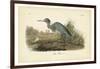 Audubon's Blue Heron-John James Audubon-Framed Art Print