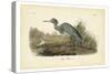 Audubon's Blue Heron-John James Audubon-Stretched Canvas