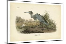 Audubon's Blue Heron-John James Audubon-Mounted Premium Giclee Print