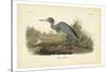 Audubon's Blue Heron-John James Audubon-Stretched Canvas