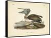 Audubon's Brown Pelican-John James Audubon-Framed Stretched Canvas