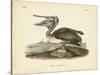 Audubon's Brown Pelican-John James Audubon-Stretched Canvas