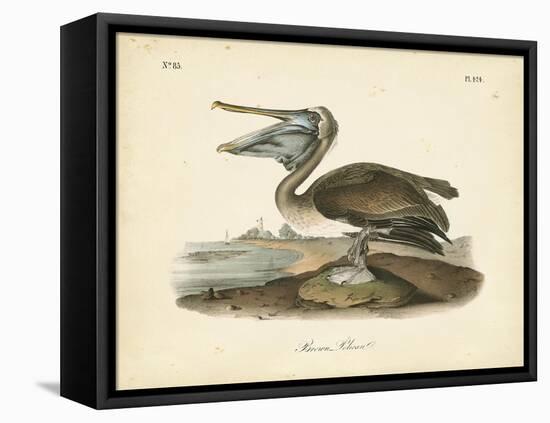 Audubon's Brown Pelican-John James Audubon-Framed Stretched Canvas