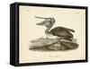 Audubon's Brown Pelican-John James Audubon-Framed Stretched Canvas