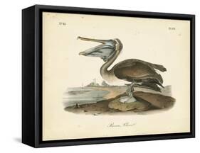 Audubon's Brown Pelican-John James Audubon-Framed Stretched Canvas