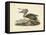Audubon's Brown Pelican-John James Audubon-Framed Stretched Canvas