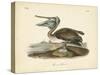 Audubon's Brown Pelican-John James Audubon-Stretched Canvas