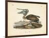 Audubon's Brown Pelican-John James Audubon-Framed Art Print