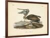 Audubon's Brown Pelican-John James Audubon-Framed Art Print