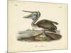 Audubon's Brown Pelican-John James Audubon-Mounted Art Print