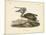 Audubon's Brown Pelican-John James Audubon-Mounted Art Print