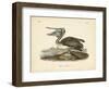 Audubon's Brown Pelican-John James Audubon-Framed Art Print