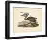 Audubon's Brown Pelican-John James Audubon-Framed Art Print