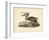 Audubon's Brown Pelican-John James Audubon-Framed Art Print