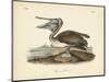 Audubon's Brown Pelican-John James Audubon-Mounted Art Print