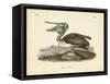 Audubon's Brown Pelican-John James Audubon-Framed Stretched Canvas