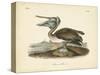 Audubon's Brown Pelican-John James Audubon-Stretched Canvas