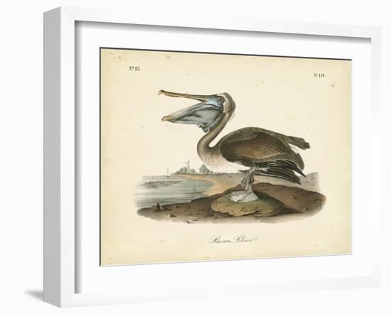 Audubon's Brown Pelican-John James Audubon-Framed Art Print