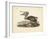 Audubon's Brown Pelican-John James Audubon-Framed Art Print