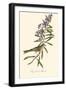 Audubon's Bunting-John James Audubon-Framed Art Print