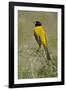 Audubon's Oriole Bird in Habitat, Texas, USA-Larry Ditto-Framed Photographic Print