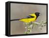 Audubon's Oriole (Icterus Graduacauda) Adult Perched, Starr Co., Texas, Usa-Larry Ditto-Framed Stretched Canvas