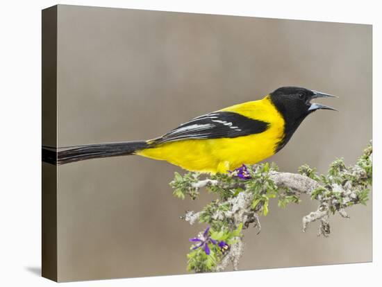 Audubon's Oriole (Icterus Graduacauda) Adult Perched, Starr Co., Texas, Usa-Larry Ditto-Stretched Canvas