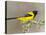 Audubon's Oriole (Icterus Graduacauda) Adult Perched, Starr Co., Texas, Usa-Larry Ditto-Stretched Canvas
