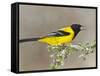 Audubon's Oriole (Icterus Graduacauda) Adult Perched, Starr Co., Texas, Usa-Larry Ditto-Framed Stretched Canvas