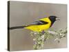 Audubon's Oriole (Icterus Graduacauda) Adult Perched, Starr Co., Texas, Usa-Larry Ditto-Stretched Canvas