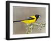 Audubon's Oriole (Icterus Graduacauda) Adult Perched, Starr Co., Texas, Usa-Larry Ditto-Framed Photographic Print