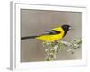 Audubon's Oriole (Icterus Graduacauda) Adult Perched, Starr Co., Texas, Usa-Larry Ditto-Framed Photographic Print