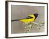 Audubon's Oriole (Icterus Graduacauda) Adult Perched, Starr Co., Texas, Usa-Larry Ditto-Framed Photographic Print