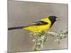 Audubon's Oriole (Icterus Graduacauda) Adult Perched, Starr Co., Texas, Usa-Larry Ditto-Mounted Photographic Print