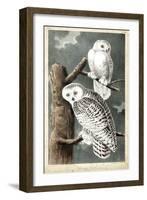 Audubon's Snowy Owl-John James Audubon-Framed Art Print