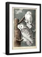 Audubon's Snowy Owl-John James Audubon-Framed Art Print