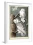 Audubon's Snowy Owl-John James Audubon-Framed Art Print