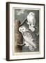 Audubon's Snowy Owl-John James Audubon-Framed Art Print