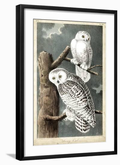 Audubon's Snowy Owl-John James Audubon-Framed Art Print