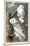 Audubon's Snowy Owl-John James Audubon-Mounted Art Print