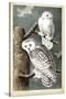 Audubon's Snowy Owl-John James Audubon-Stretched Canvas