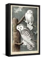 Audubon's Snowy Owl-John James Audubon-Framed Stretched Canvas