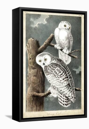 Audubon's Snowy Owl-John James Audubon-Framed Stretched Canvas