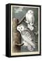 Audubon's Snowy Owl-John James Audubon-Framed Stretched Canvas