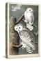 Audubon's Snowy Owl-John James Audubon-Stretched Canvas