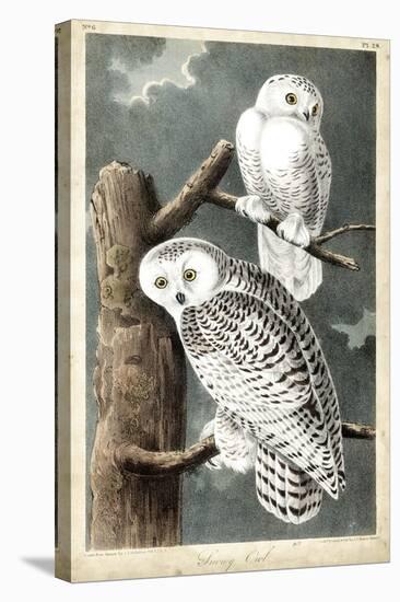 Audubon's Snowy Owl-John James Audubon-Stretched Canvas