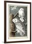 Audubon's Snowy Owl-John James Audubon-Framed Art Print