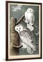 Audubon's Snowy Owl-John James Audubon-Framed Art Print