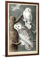 Audubon's Snowy Owl-John James Audubon-Framed Art Print