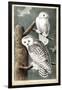 Audubon's Snowy Owl-John James Audubon-Framed Art Print